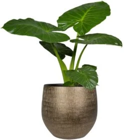 Steege Plantenpot - Modern Design - Goudkleurig - 32 X 36 Cm - Bloempot -Gardena Winkel 1068x1200 2