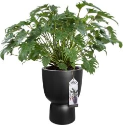 Elho Pure Coupe 41 - Bloempot Voor Binnen & Buiten - Ø 41.3 X H 57.9 Cm - Zwart/Zwart -Gardena Winkel 1181x1200 3