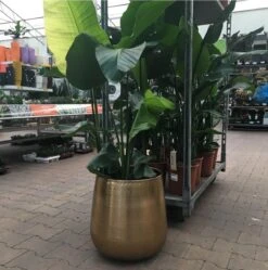 Gina Da Bloempot Karakter Goud - XL -Gardena Winkel 1191x1200 1