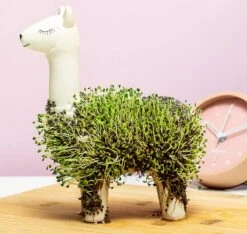 Gift Republic Lama Bloempot Met Zaadjes -Gardena Winkel 1200x1137 1