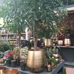 Gina Da Bloempot Karakter Goud - XL -Gardena Winkel 1200x1200 834