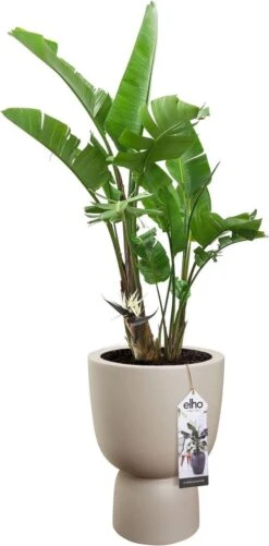 Elho Pure Coupe 41 - Bloempot Voor Binnen & Buiten - Ø 41.3 X H 57.9 Cm - Beige/Balanced Beige -Gardena Winkel 592x1200 2