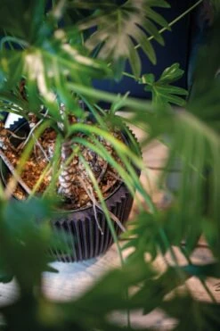 Capi Europe - Vaas Elegant Laag Groove NL - 46x58 - Goud - Voor Binnen En Buiten - KGVGB783 13 Capi Europe - Vaas Elegant Laag Groove NL - 46x58 - Goud - Voor Binnen En Buiten - KGVGB783 -Gardena Winkel 799x1200 22