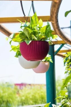 Hangpot Kunststof – Bloempot Hangend – Binnen & Buiten- Plantenhanger –Incl. Afvoerstop – 26 Cm - Zwart -Gardena Winkel 801x1200 6