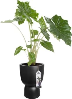 Elho Pure Coupe 41 - Bloempot Voor Binnen & Buiten - Ø 41.3 X H 57.9 Cm - Zwart/Zwart -Gardena Winkel 877x1200 2