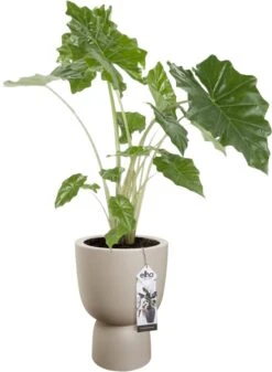 Elho Pure Coupe 35 - Bloempot Voor Binnen & Buiten - Ø 34.9 X H 49.0 Cm - Beige/Balanced Beige -Gardena Winkel 880x1200 3